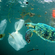 Pollution plastique Pitié pour nos océans !