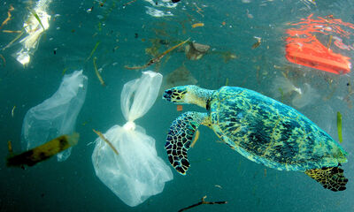 Pollution plastique Pitié pour nos océans !