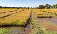 Riz de Camargue Entre sel et mer