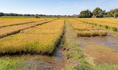 Riz de Camargue Entre sel et mer