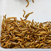 Se nourrir demain Grâce aux élevages d’insectes ?