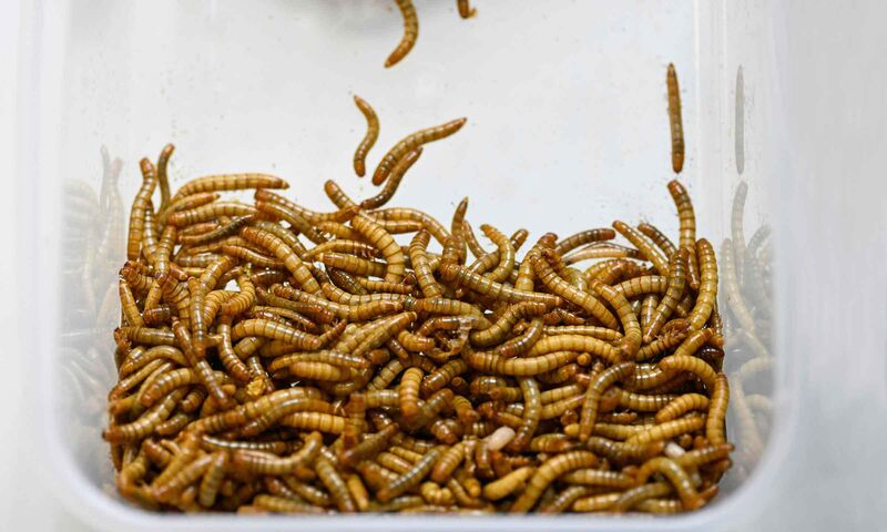Se nourrir demain Grâce aux élevages d’insectes ?