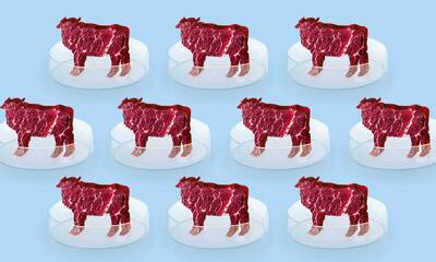 Viande in vitro - Adieu veau, vache, cochon…