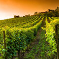 Vin •
Comme une odeur de vinaigre…