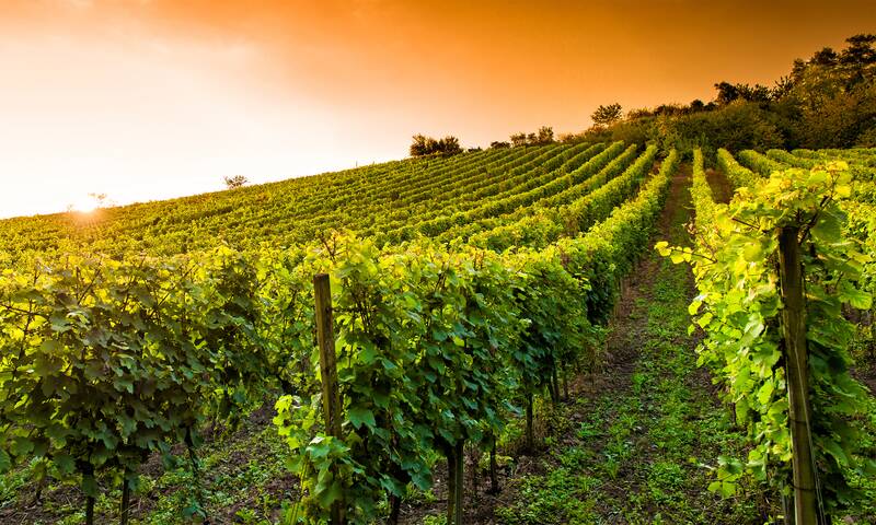 Vin Comme une odeur de vinaigre…