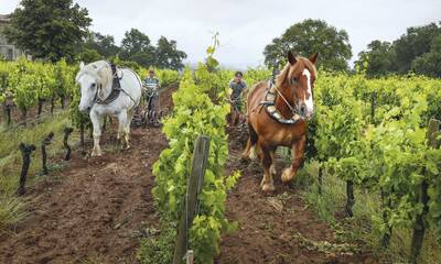 Vins naturels - Du raisin et rien d’autre ?