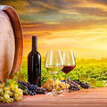 Vins naturels •
La certification tourne au vinaigre