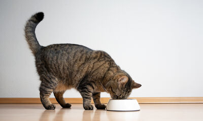 Aliments pour chats Bien nourrir son chat