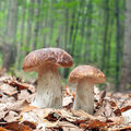 Champignons •
Secs, surgelés ou en conserve
