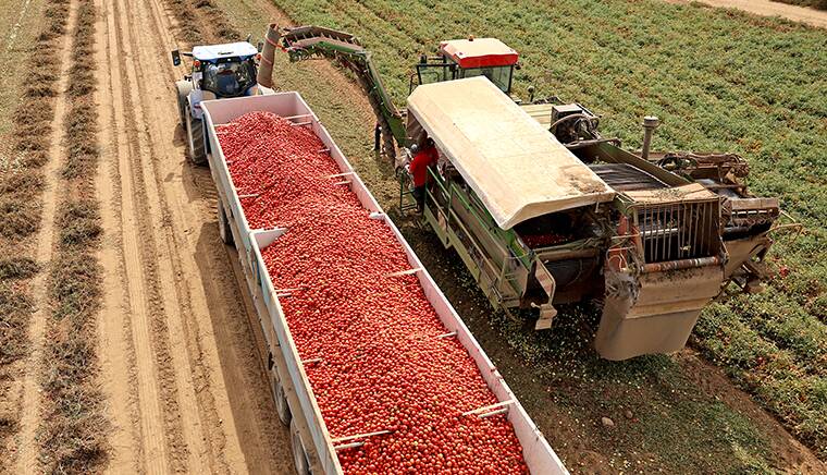 Pour approvisionner le monde entier en ketchup, Heinz fait produire en masse des tomates dites « d’industrie ».