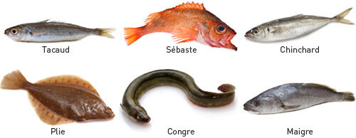 variété de poissons