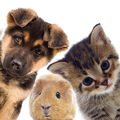Animal - Chien - Chat